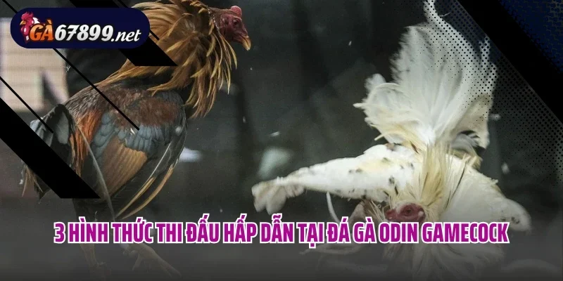 3 hình thức thi đấu hấp dẫn tại đá gà Odin Gamecock