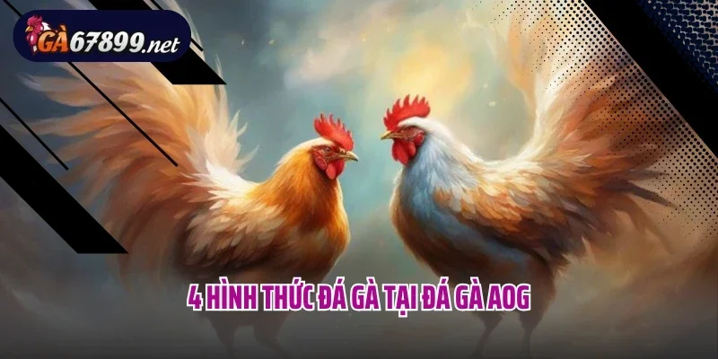 4 hình thức đá gà tại đá gà AOG