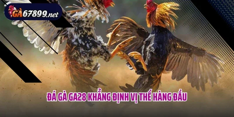 Đá gà GA28 khẳng định vị thế hàng đầu