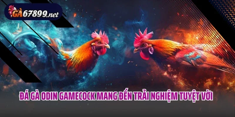 Đá gà Odin Gamecock mang đến trải nghiệm tuyệt vời