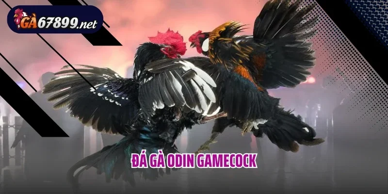 Đá Gà Odin Gamecock – Đấu Trường Đỉnh Cao Cho Cược Thủ Tại GA6789
