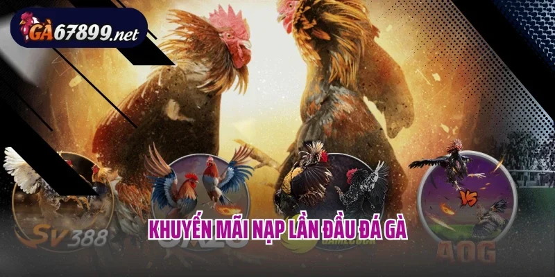 Chương Trình Khuyến Mãi Nạp Lần Đầu Đá Gà Lên Đến 6 Triệu Đồng