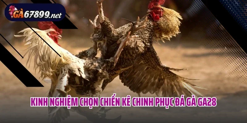 Kinh nghiệm chọn chiến kê chinh phục đá gà GA28