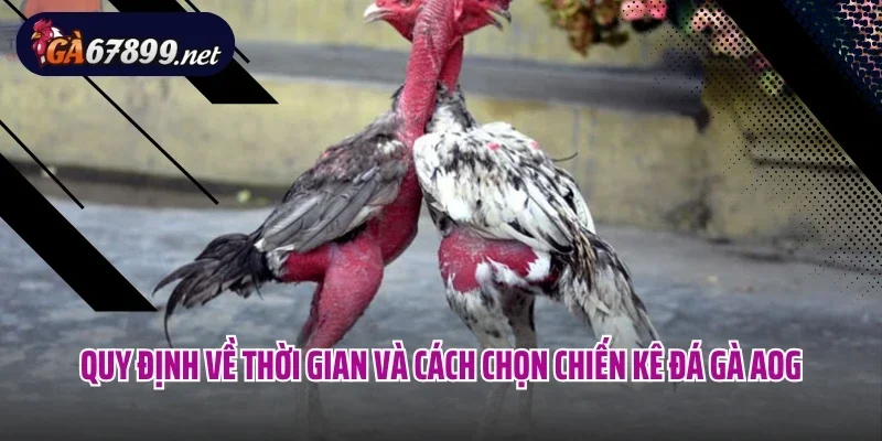 Quy định về thời gian và cách chọn chiến kê đá gà AOG